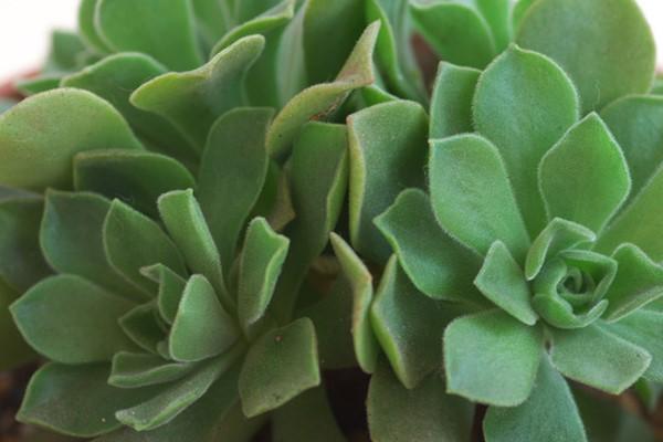 常见多肉植物冰绒掌的养殖方法