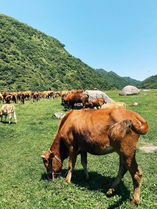 汉中狮子沟牧场_牧场_狮子沟牧场攻略_狮子沟_紫柏山