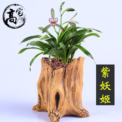 高宅兰花金边矮种紫妖姬四季兰花苗建兰室内花卉绿植盆栽草好养易花