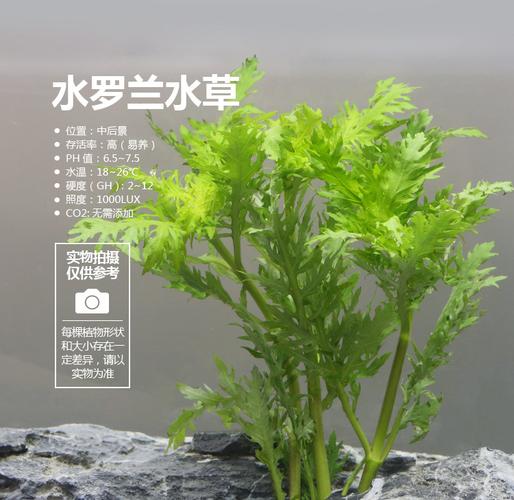 水罗兰 观赏真水草 活体 鱼缸水族箱造景水草 装饰 1包 批发