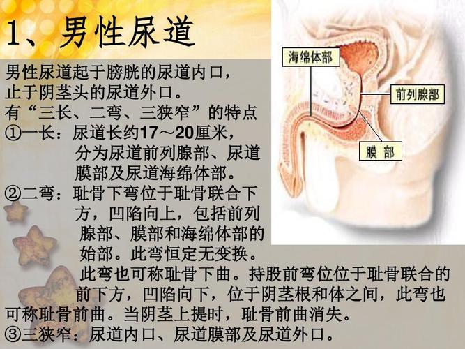 有"三长,二弯,三狭窄"的特点 ①一长:尿道长约17~20厘米, 分为尿道