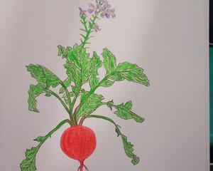 彩铅绘～樱桃萝卜