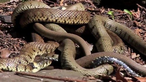 繁殖季节野外群蛇交配群蛇乱舞大型现场安能辩雌雄