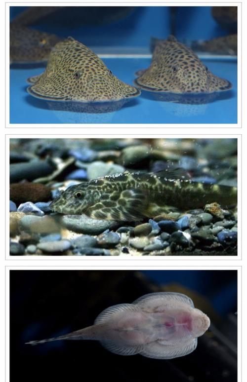 双吸盘鳅 琵琶清道夫 华吸鳅原生观赏鱼 小提琴爬岩鳅除藻鱼 活体