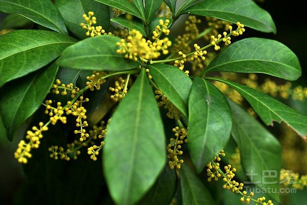 珠兰的图片和珠兰生长习性的介绍