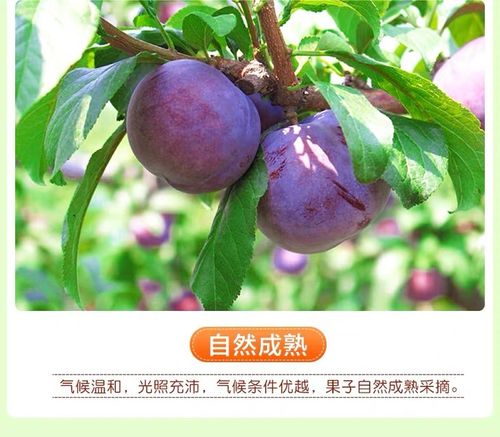 智利黑布林李子3斤