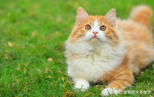 因为猫的眼睛和人类的眼睛不同,猫只能看见黄和绿两种颜色,其它颜则都