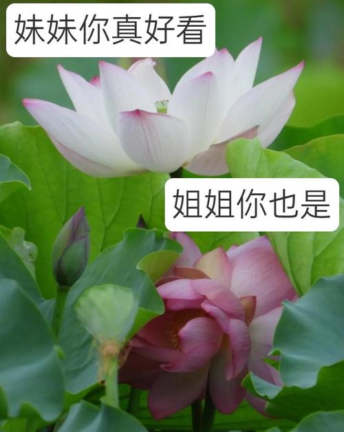 深圳人,你的专属夏日表情包来了!