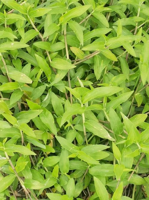 新鲜鸭舌草鸭趾草鸭脚草鸭跖草竹杆菜竹叶草现采现卖500克