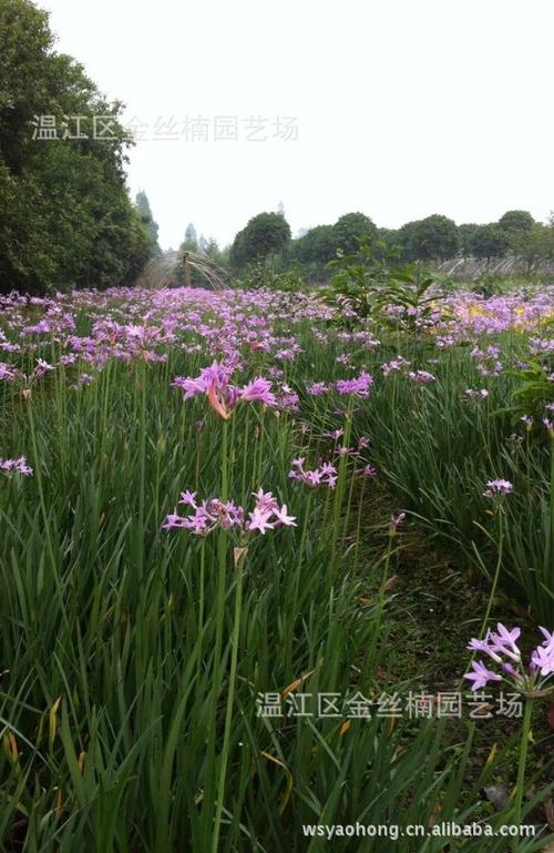 成都紫娇花苗 四川紫娇花价格 野蒜 球根花卉