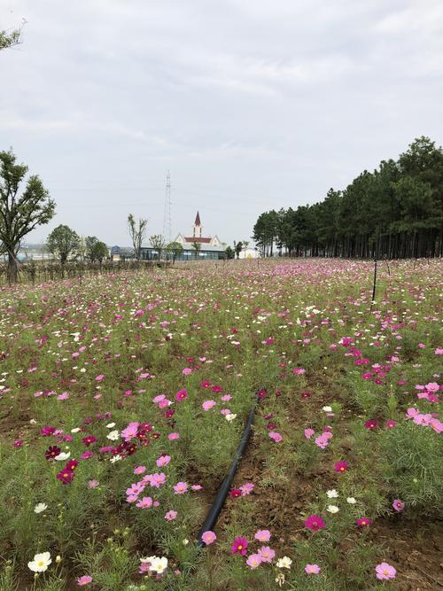 荆门花博园