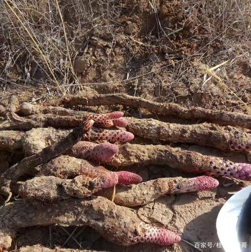 "沙漠人参"锁阳的栽培方法