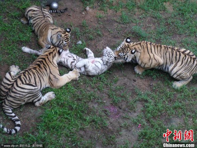 威海动物园数只孟加拉虎咬死稀有白虎