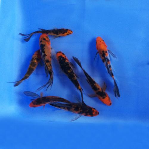 小菲写虎皮锦鲤活体观赏鱼冷水小鱼苗镇宅招财转运鱼缸