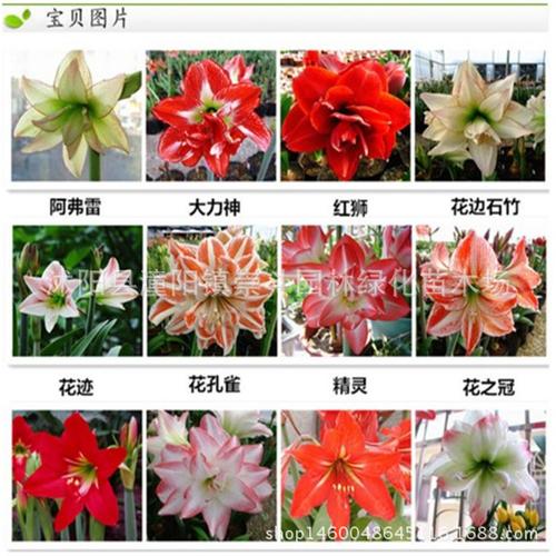 批发:进口朱顶红大种球 对子莲 特大球径 盆栽重瓣朱顶红 品种多  叶