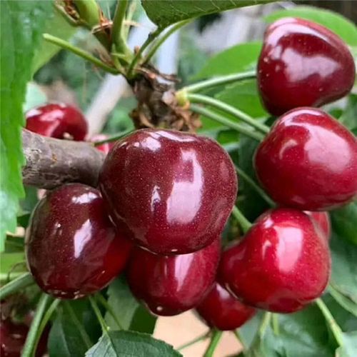 美早樱桃一,美早樱桃品种果实特点美早樱桃果实个大,平均单果重9克