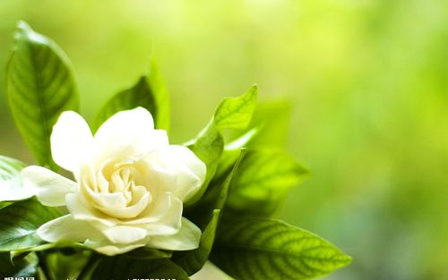 栀子花开了 - 彼岸 - 彼岸的博客