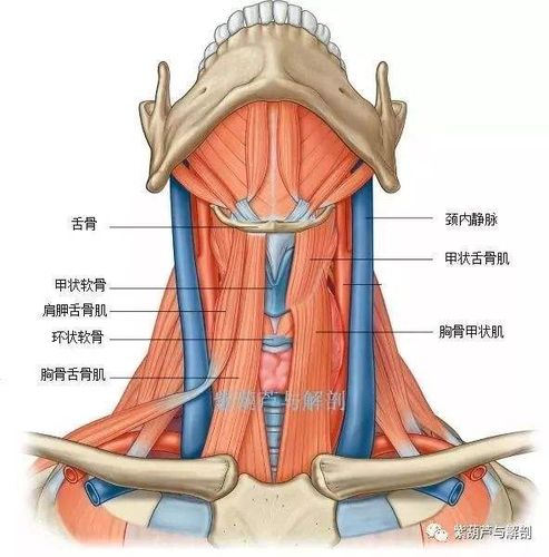 各肌均以起止点命名.1,胸骨舌骨肌:于颈部正中线两侧.