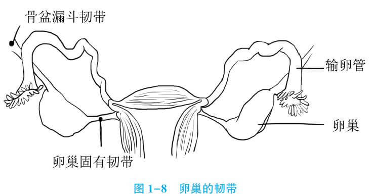 固定卵巢的韧带 外侧以骨盆漏斗韧带连于骨盆壁,内侧以卵巢固有韧带与