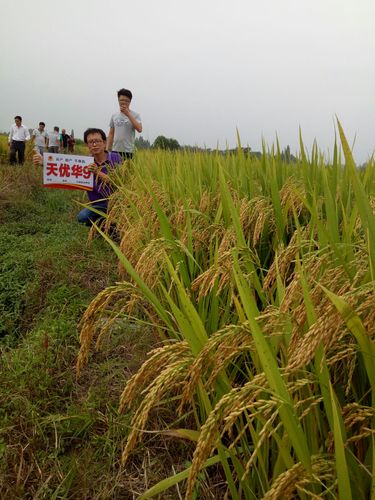热烈祝贺江西金山种业隆重推出精品稻"天优华9"!
