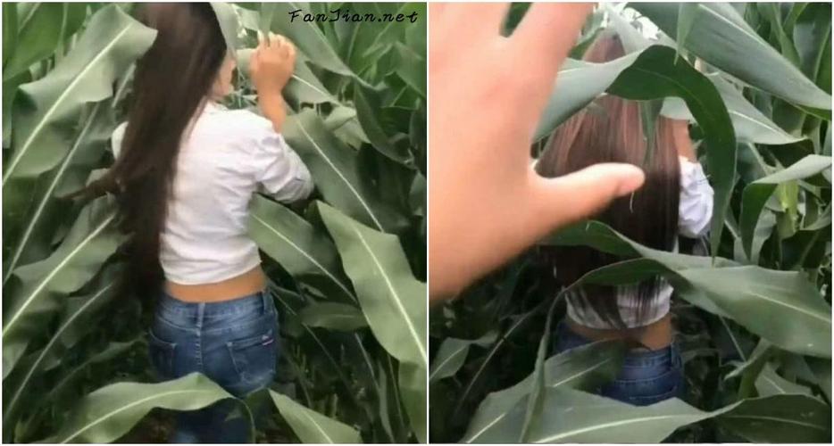 胡说八卦:有人来解释一下女神和玉米地是什么梗吗?