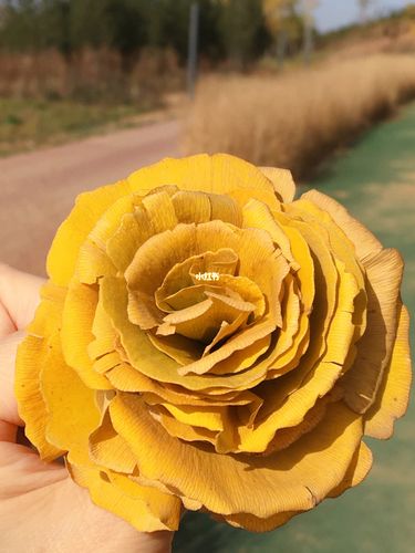 秋天的第一朵银杏叶玫瑰花_银杏_玫瑰花_秋天去哪玩_我的日常_家居