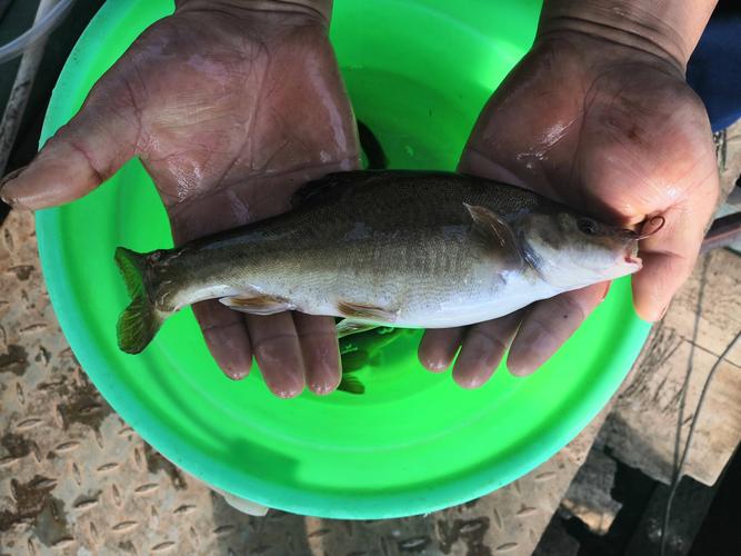 牛栏江珍稀特有鱼类繁殖育苗试验基地培育的抚仙湖金线鱼