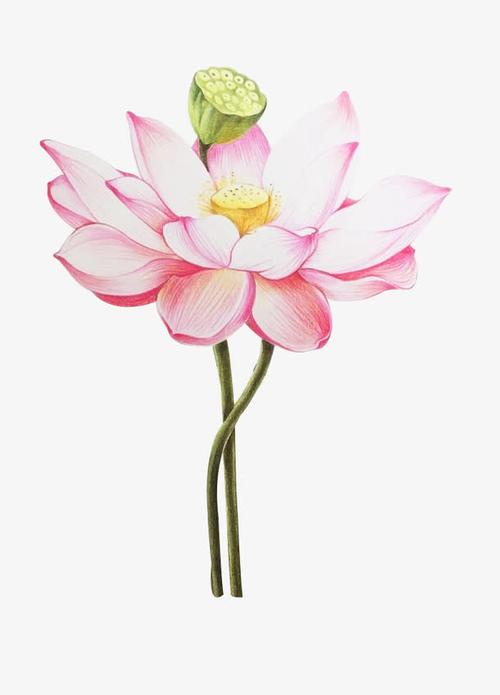 植物莲花花朵卡通绘画效果
