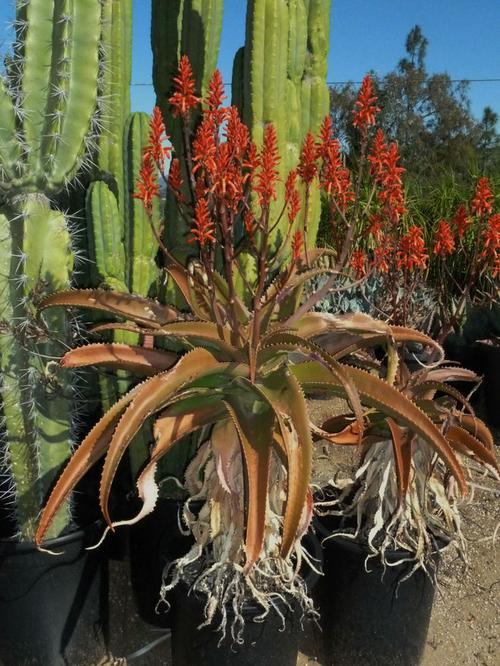 十四公主~采集到芦荟