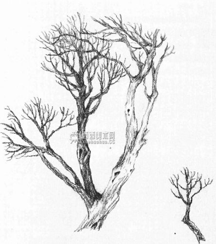 怎样画树素描树的画法详解教程