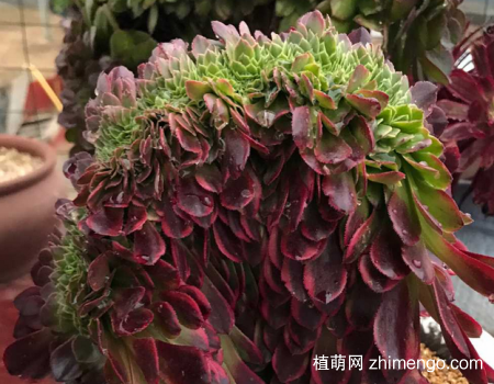 嘉年华缀化状态图片