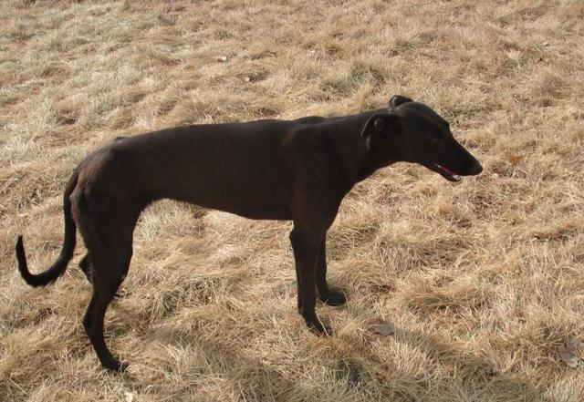 主人带着6条猎犬打猎,路过一块大石头时,所有狗子突然