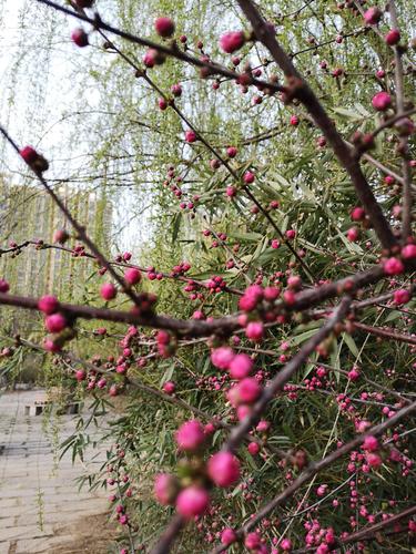 惊蛰以后,桃树枝头的蓓蕾惊醒了,东一枝西一枝,那些嫣然微笑的花朵