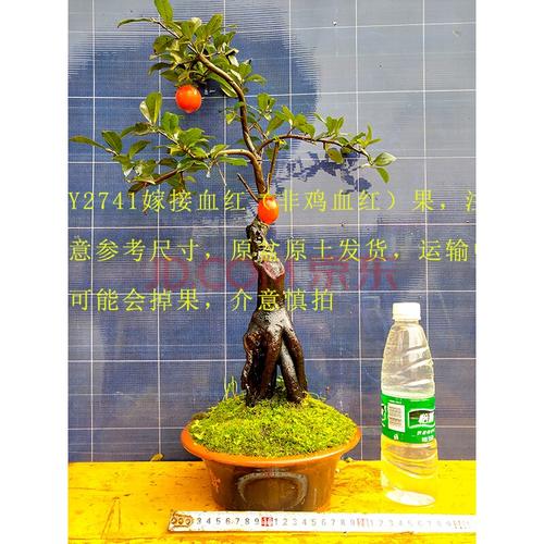 金弹子树桩 金弹子盆景 金弹子熟桩 树桩盆景 黑塔子金弹子熟桩 y2741