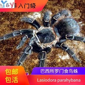 蜘蛛活体 巴西所罗门食鸟蛛 地栖新手宠物幼苗亚成体活物好养包活