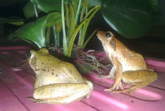 国没常见的蛙类你认识几种