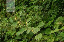 可以用来治疗咳血,吐血,肺痈,跌打损伤,痈疽肿毒