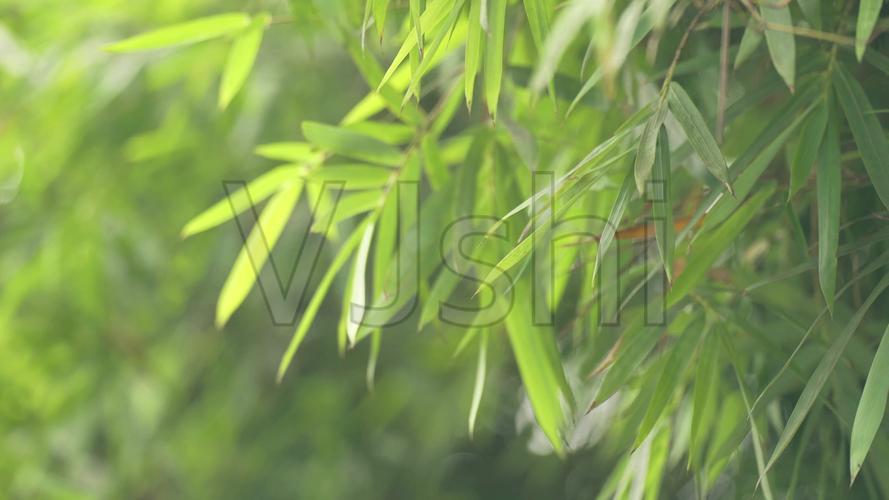 清风中的竹林竹叶竹子写意意境唯美