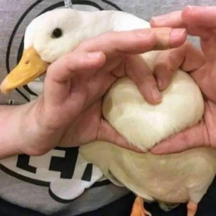 鸭胸比心表情包