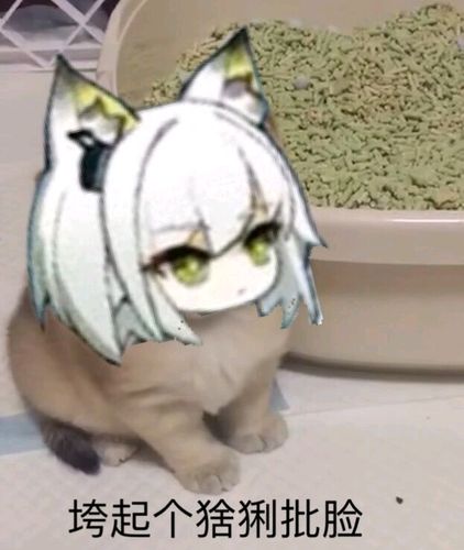 凯猫猫你终于来啦盘点下关于明日方舟的表情