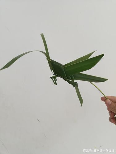椰子树叶编驴和蚂蚱