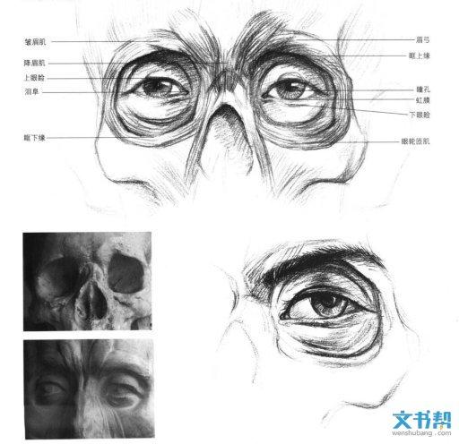 素描眼睛画法步骤图