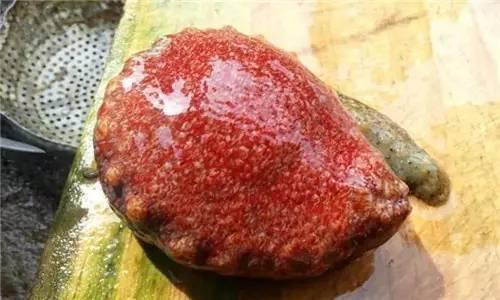 这三种红色的海参,大家有见过吗?