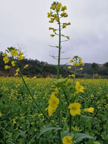 五福田村油菜花海开花了!