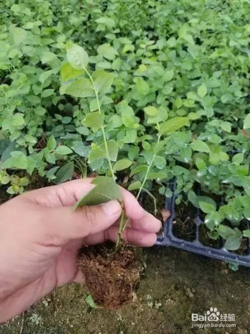 二年的蓝莓苗怎么修剪