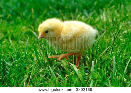 小鸡在草地上