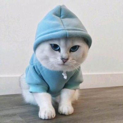带帽子的猫咪情侣头像