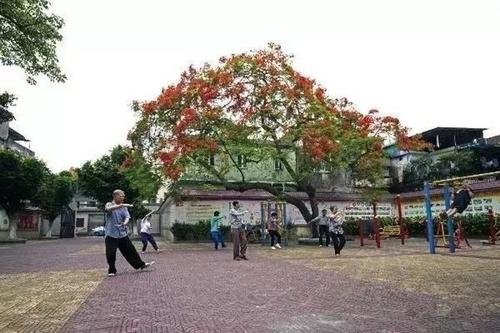"推窗见绿,出门即公园",满城飞绿的容桂太美了!