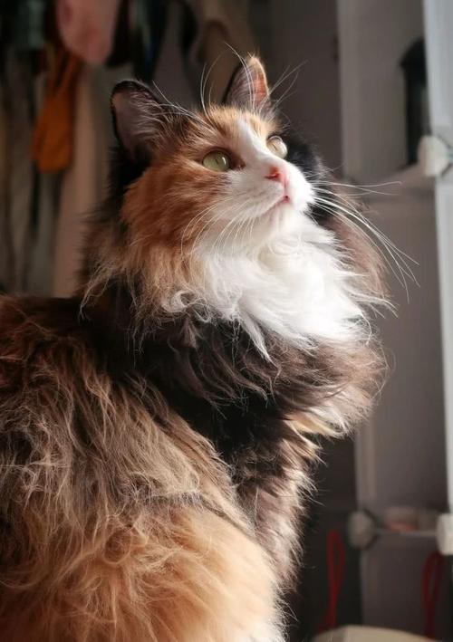 惊了,绝美三花猫,简直是偷心盗贼!