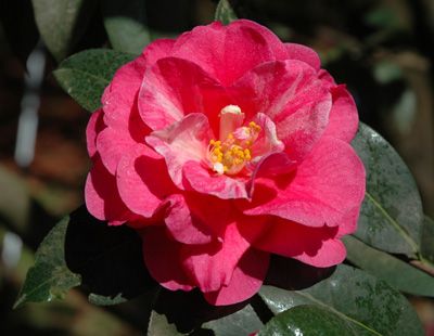 中国茶花命名统一登录委员会五年登录57个茶花新品种